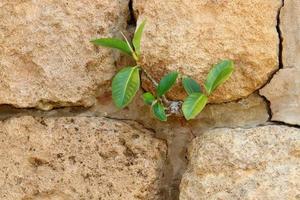 las plantas verdes y las flores crecen en las rocas y los acantilados de las montañas. foto