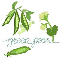 set of branches with green pea pods, an open pea pod, and flowering pea branch. Vegetables without nitrates,  farm product. lettering vector