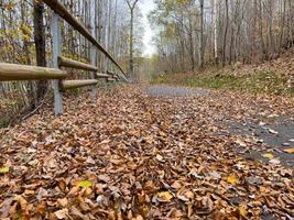 camino en el paisaje de otoño. las hojas del camino forestal caen. hermoso fondo, fondo de pantalla. foto