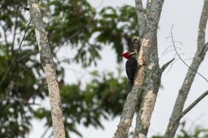 pájaro carpintero rey en actividad en el árbol foto