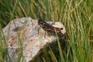 grasshopper on a rock in the meadow with tall grass in the alps photo