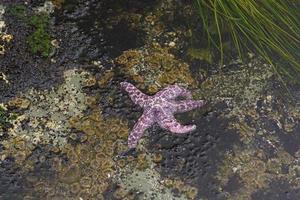 estrella de mar púrpura durante la marea baja foto