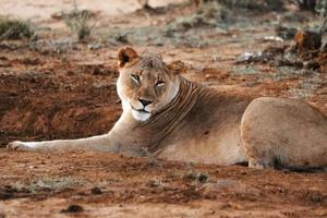 puesta del sol del retrato del león africano femenino foto