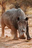 Endangered white rhino photo
