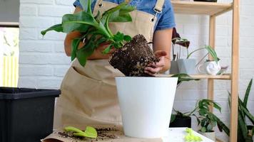 transplantando uma planta em vaso de bananeira musa em um vaso com rega automática. replantar em um novo terreno, mãos femininas cuidando de uma planta tropical, hobbies e meio ambiente video