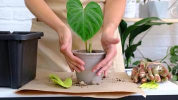 transplantando uma planta caseira philodendron verrucosum em um vaso. uma mulher planta um talo com raízes em um novo solo. cuidando de uma planta em vaso, close-up de mãos video