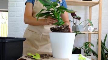 repiquage d'une plante en pot maison bananier musa dans un pot avec arrosage automatique. replanter dans un nouveau sol, mains de femmes s'occupant d'une plante tropicale, passe-temps et environnement video