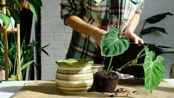 verplanten een huis fabriek philodendron verrucosum in een pot. een vrouw planten een stengel met wortels in een nieuw bodem. zorgzaam voor een ingemaakt plant, handen detailopname video