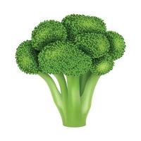 Fresh broccoli icon, realistic style vector