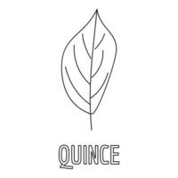 Quince leaf icon, outline style. vector