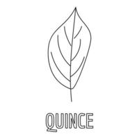 Quince leaf icon, outline style. vector