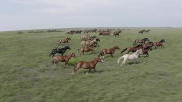 aéreo, disparo de drones siguiendo a una manada de caballos salvajes corriendo en la pradera video