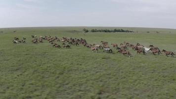 aéreo, tiro de drone, rebanho de cavalos selvagens correndo na pradaria video