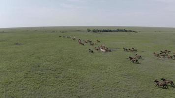 aéreo, drone, manada de caballos salvajes galopando, rango abierto video