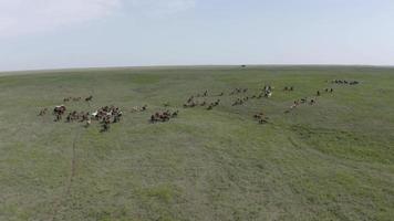 aéreo, drone, manada de caballos salvajes corriendo en la hierba de la pradera video