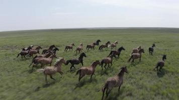 aéreo, manada de caballos salvajes galopando en las colinas de pedernal video