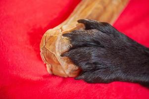 A black dog's paw on a bone. Macro photo of a Labrador Retriever's paws on a red blanket.