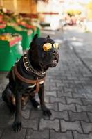 A brutal black dog in gold sunglasses with a studded collar. photo