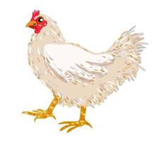 White hen. Vector isolated illustration.