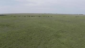 aéreo, drone, distante manada de caballos salvajes en la pradera flint hills de kansas video