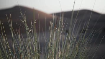 Wüstenstrauch, Pflanze, in der Wüste des Nahen Ostens, Sanddünen video