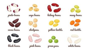 Legumes with different types of beans. Vector set of lentil seeds, chickpeas, green peas, cocoa and soybeans. Protein food.