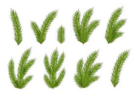 Set of Christmas fir branches for design vector