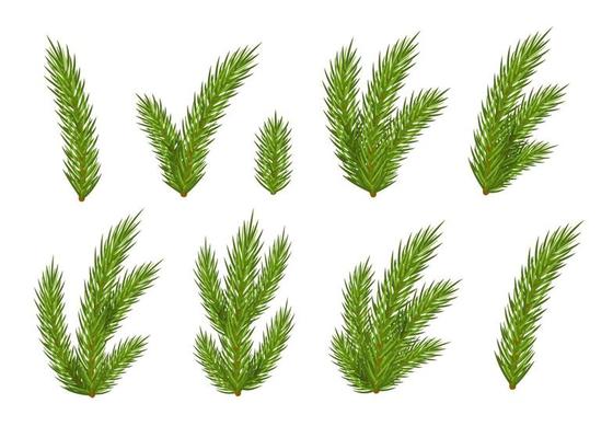 Set of Christmas fir branches for design