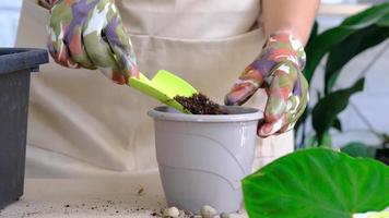 Transplanting a home plant Philodendron verrucosum into a pot. A woman plants a stalk with roots in a new soil. Caring for a potted plant, hands close-up video