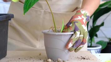 transplantando uma planta caseira philodendron verrucosum em um vaso. uma mulher planta um talo com raízes em um novo solo. cuidando de uma planta em vaso, close-up de mãos video