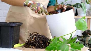 Transplanting a home plant Philodendron into a new pot. A woman plants a stalk with roots in a new soil. Caring and reproduction for a potted plant, hands close-up video