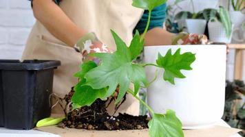 transplantation en Hem växt philodendron in i en ny pott. en kvinna växter en stjälk med rötter i en ny jord. omtänksam och fortplantning för en inlagd växt, händer närbild video