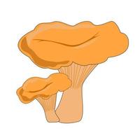 Chanterelle mushroom. Isolated on white background.Vector flat hand drawn illustration in cartoon style vector