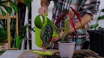 transplantation en Hem växt begonia maculata in i en pott med en ansikte. en kvinna växter en stjälk med rötter i en ny jord. omtänksam för en inlagd växt, händer närbild video