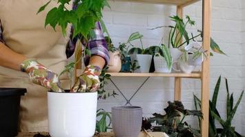 transplantar uma planta caseira para um novo vaso. replantando plantas exóticas, cuidando e reproduzindo um vaso de plantas, close-up das mãos video