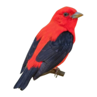 Scarlet Tanager png