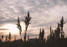 Golden reeds sway in the wind against sunset sky. Abstract natural background. Pattern with neutral colors. Minimal, stylish, trend concept. Golden sedge grass, dry reed, reed layer, reed seeds. photo