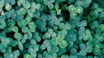 Close-up of green clover leaves with water drops from rain or morning dew. Abstract natural soft background with copy space, top view. photo