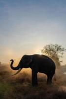 Vertical portrait of Thai elephant in the mist photo