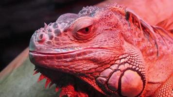uma iguana sob uma luz vermelha de aquecimento video