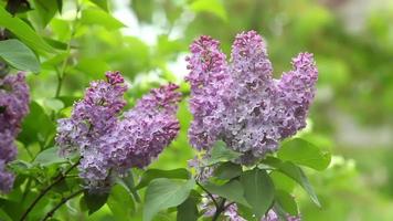 Lilac flower, lavender plant video