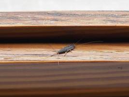 firebrat scient. name Thermobia domestica insect animal photo