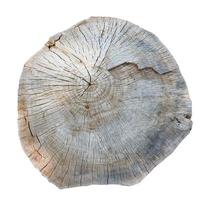 cross section of tree trunk isolated over white photo