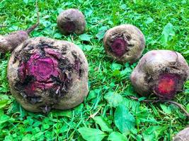 las remolachas yacen en el césped. las remolachas se sacaron del suelo, se arrancaron del jardín y se pusieron en el suelo para que se secaran. cosecha en otoño. jardinería, agricultura foto