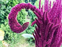 blood amaranth grows in a flower bed. a flower of an unusual shape. unusual branch for creating a bouquet and flower arrangement. interior flowers, bouquet for home decor photo