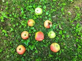 apples lie on green grass. apples are lined with the letter A. The word from fruits. letters from apples. creative lettering. unusual image of letters on the grass, natural signature photo