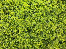 texture, natural background. green bush with small leaves. hedge in the garden. the work of a gardener. garden maintenance. perennial plants. natural background of green color from living plants photo