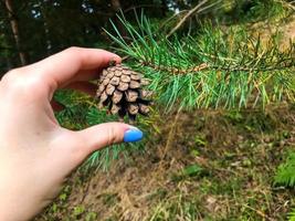 spruce cone in a pine forest. girl with blue stylish manicure holds the fruits of trees in her hands. small cone with scales for feeding squirrels. walking through the woods looking for nuts photo