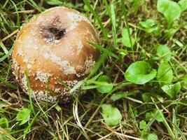 an apple with mold lies on the grass. the fruit of the apple tree rotted away. brown, soft apple with gray mold and insects. rotten apple with a black core, poisoned food, dangerous apple, natural photo