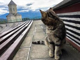 A multi-colored little cat sits on a pedestal against the background of a chapel, a church of bright blue saturated sky and mountains photo